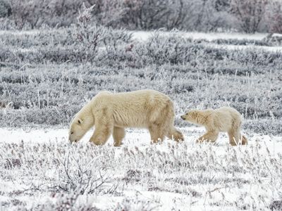 Fred Kurtz, 2021 Churchill Polar Bear Tour I, photograph 1
