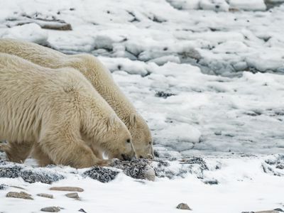Fred Kurtz, 2021 Churchill Polar Bear Tour I, photograph 2