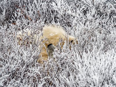 Fred Kurtz, 2021 Churchill Polar Bear Tour I, photograph 3