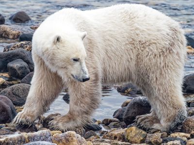 Fred Kurtz, 2021 Churchill Polar Bear Tour I, photograph 4