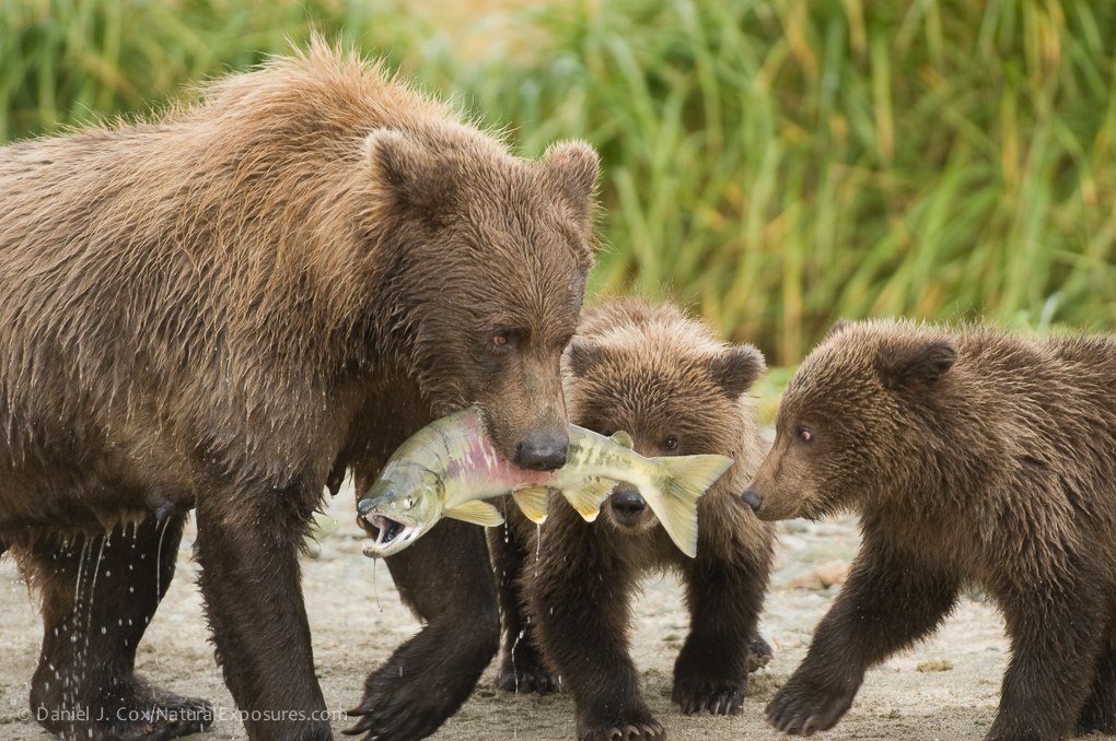 Alaskan brown bear with a salmon in Katmai National Park