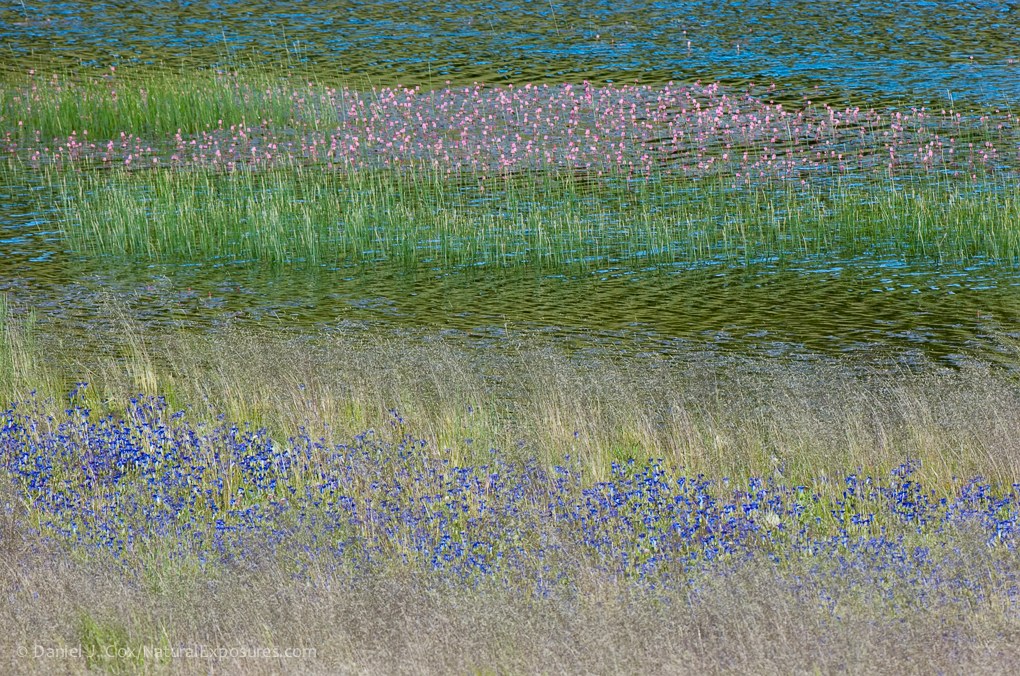 A summer landscape near Yellowstone National Park