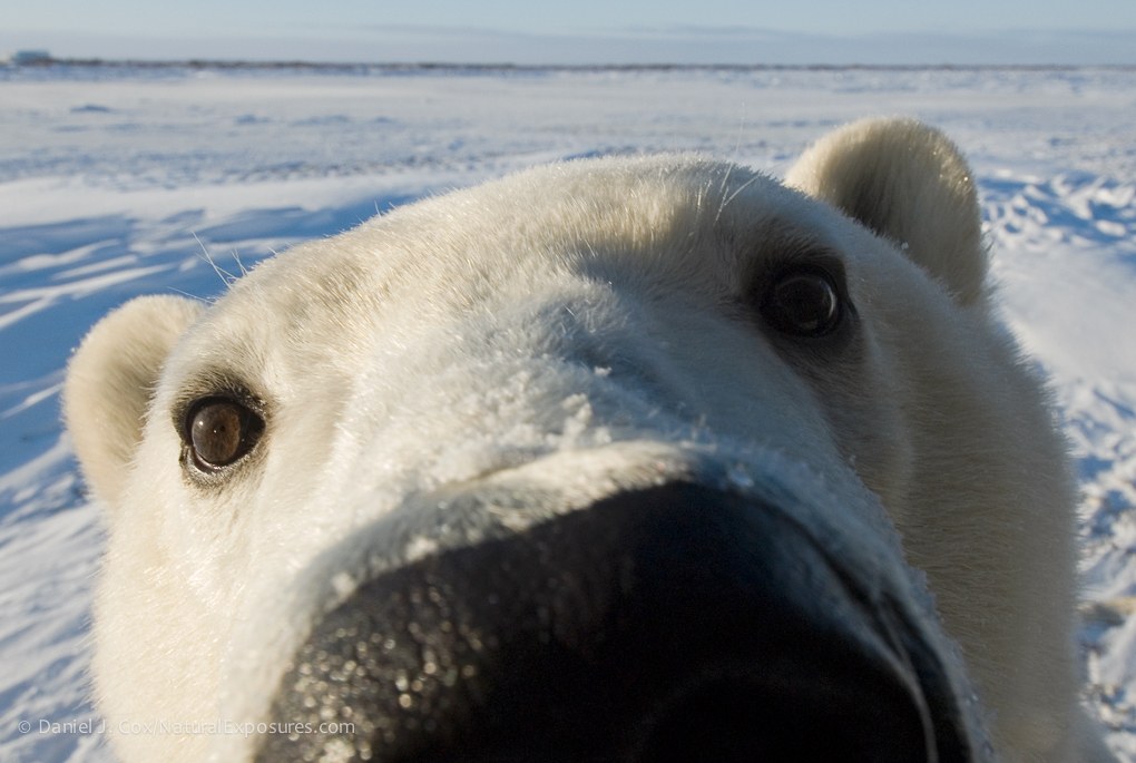 Close portrait of a polar bear in Churchill, Manitoba