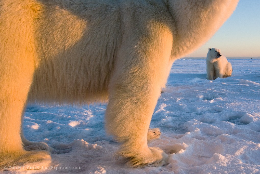 Polar bear family on Hudson Bay near Churchill, Manitoba