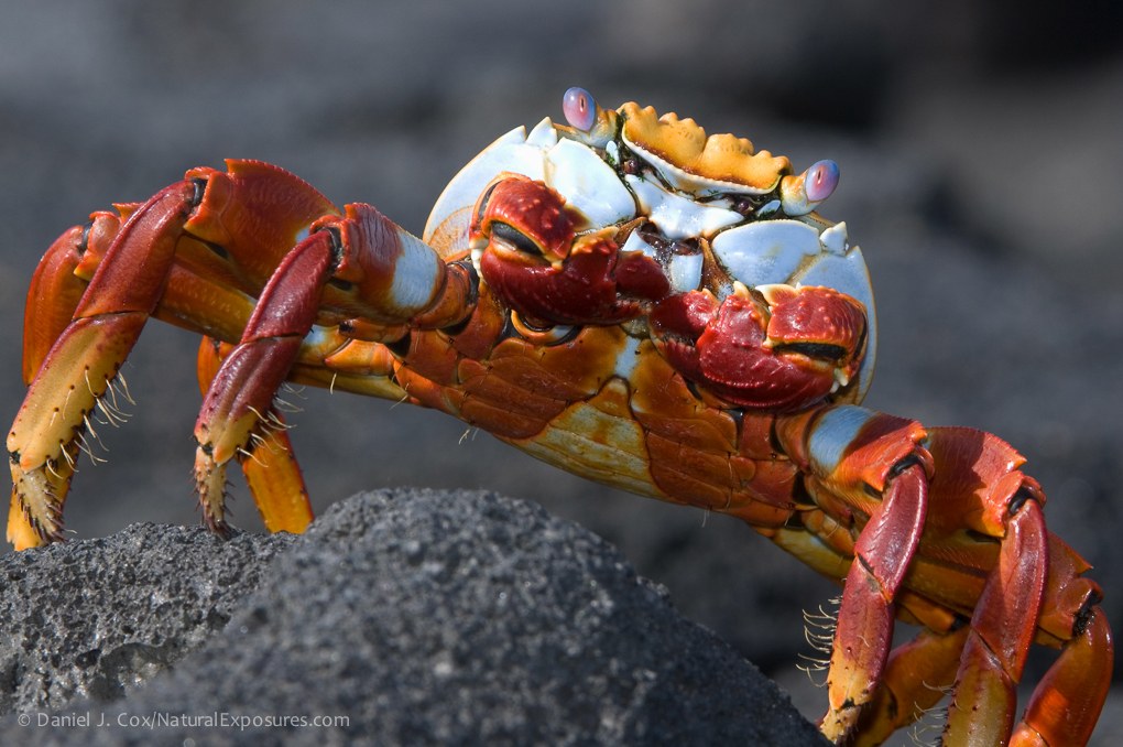 Sally Lightfoot crab on a black rock in the Galápagos