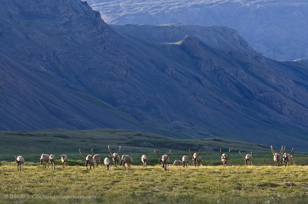 Porcupine caribou herd in Arctic National Wildlife Refuge