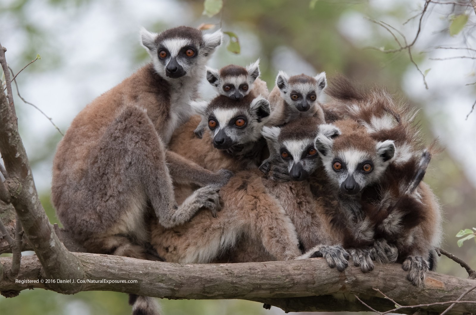 A Pile of Lemurs Natural Note