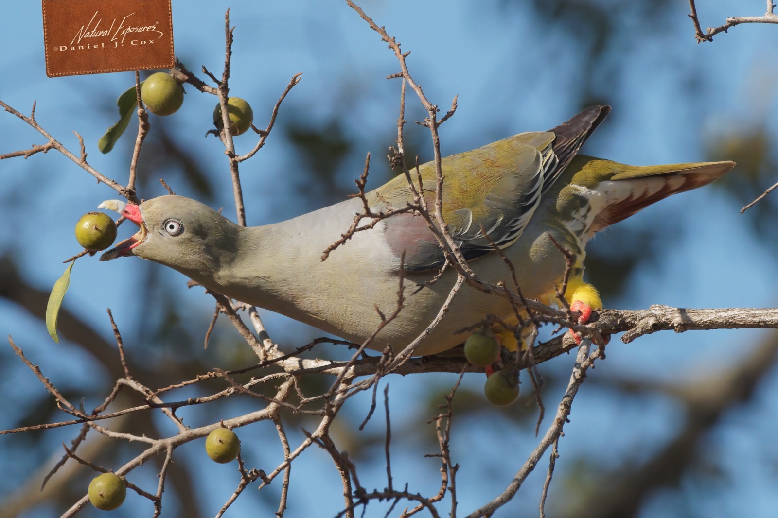 African Green Pigeon Natural Note