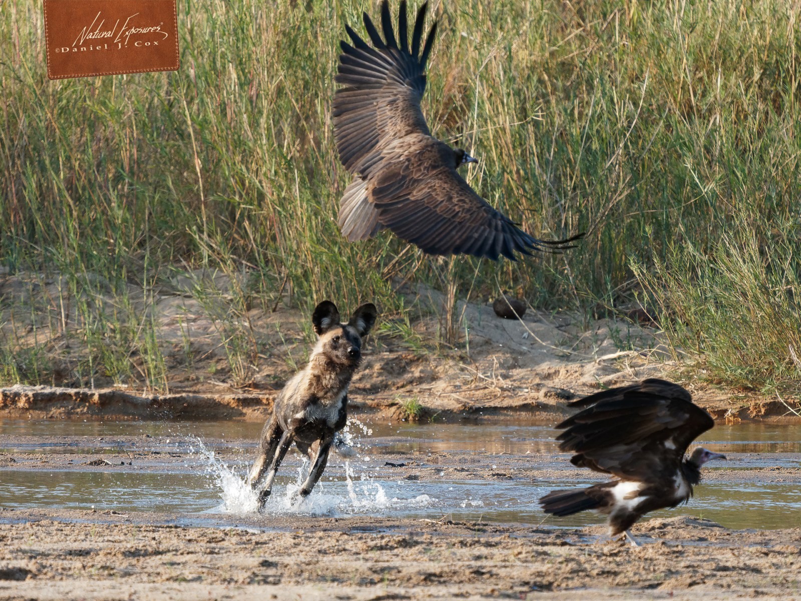 African Wild Dog Natural Note