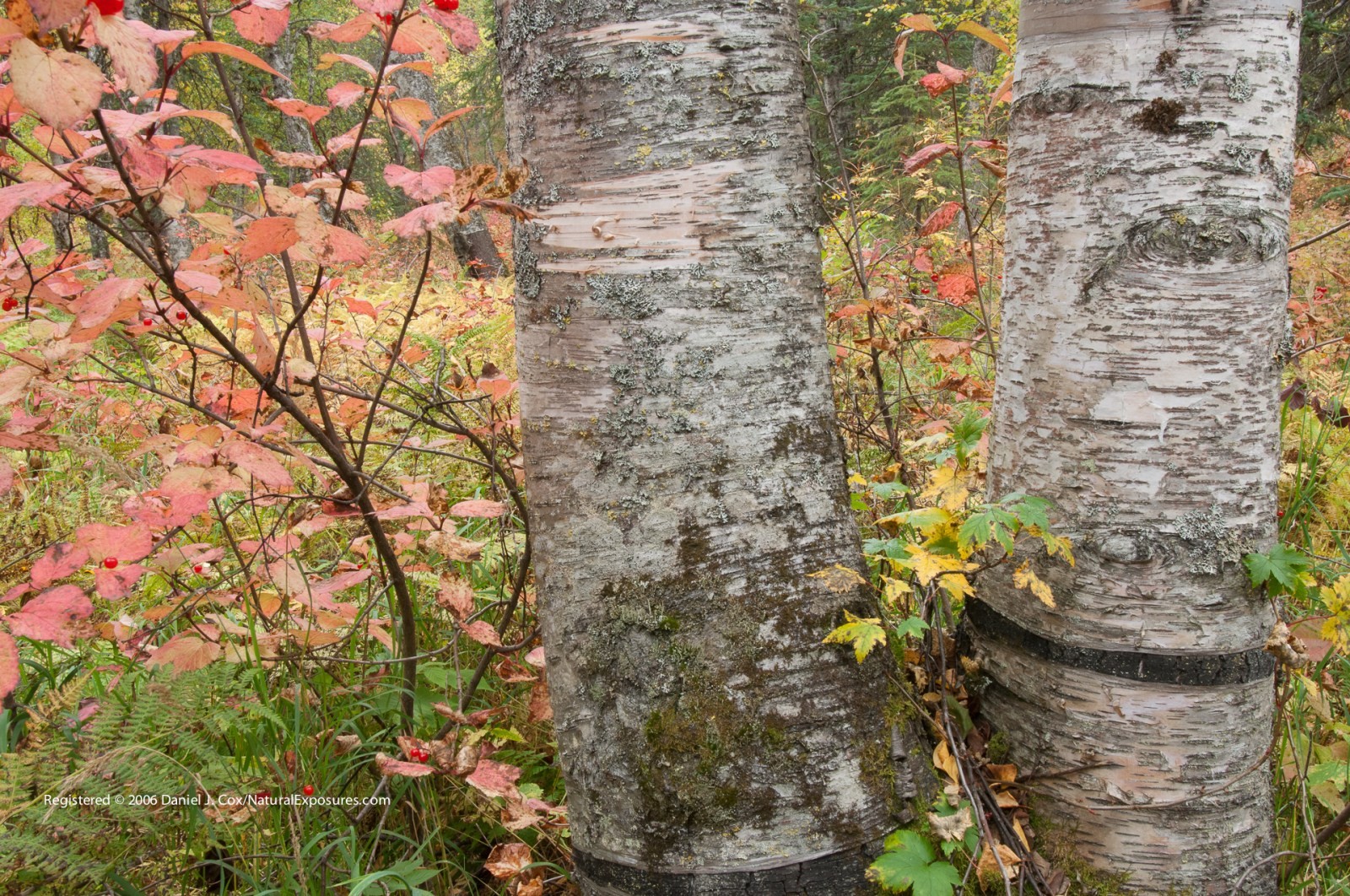 Alaskan Autumn Natural Note