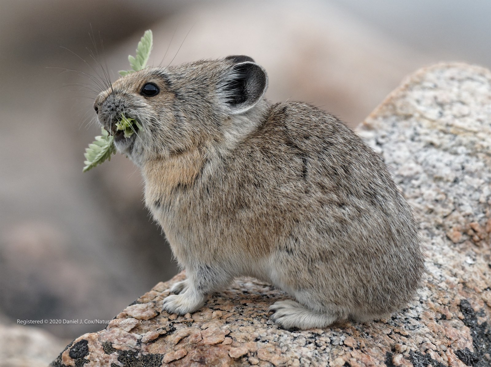 American Pika Natural Note