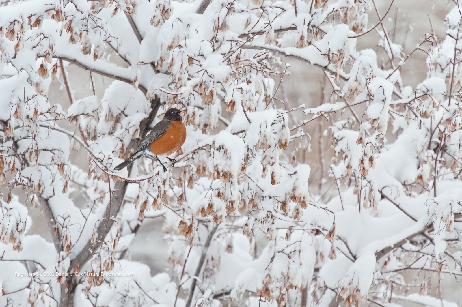 American Robin Natural Note