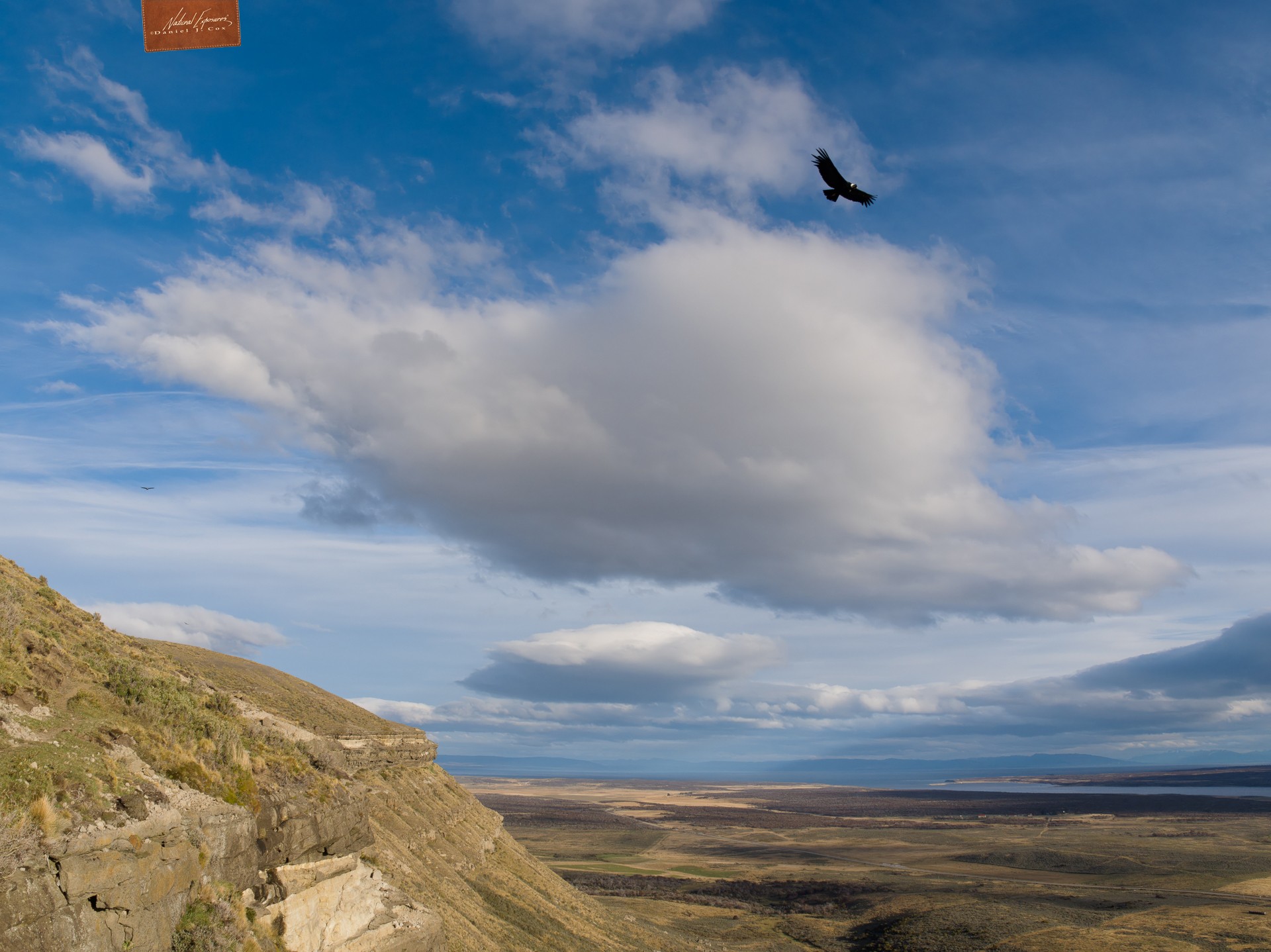 Andean Condor Natural Note