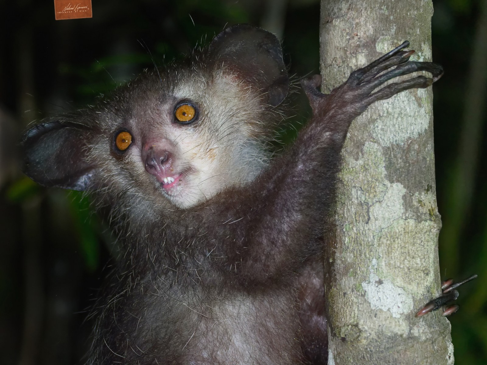 Aye-aye Happy Halloween Natural Note