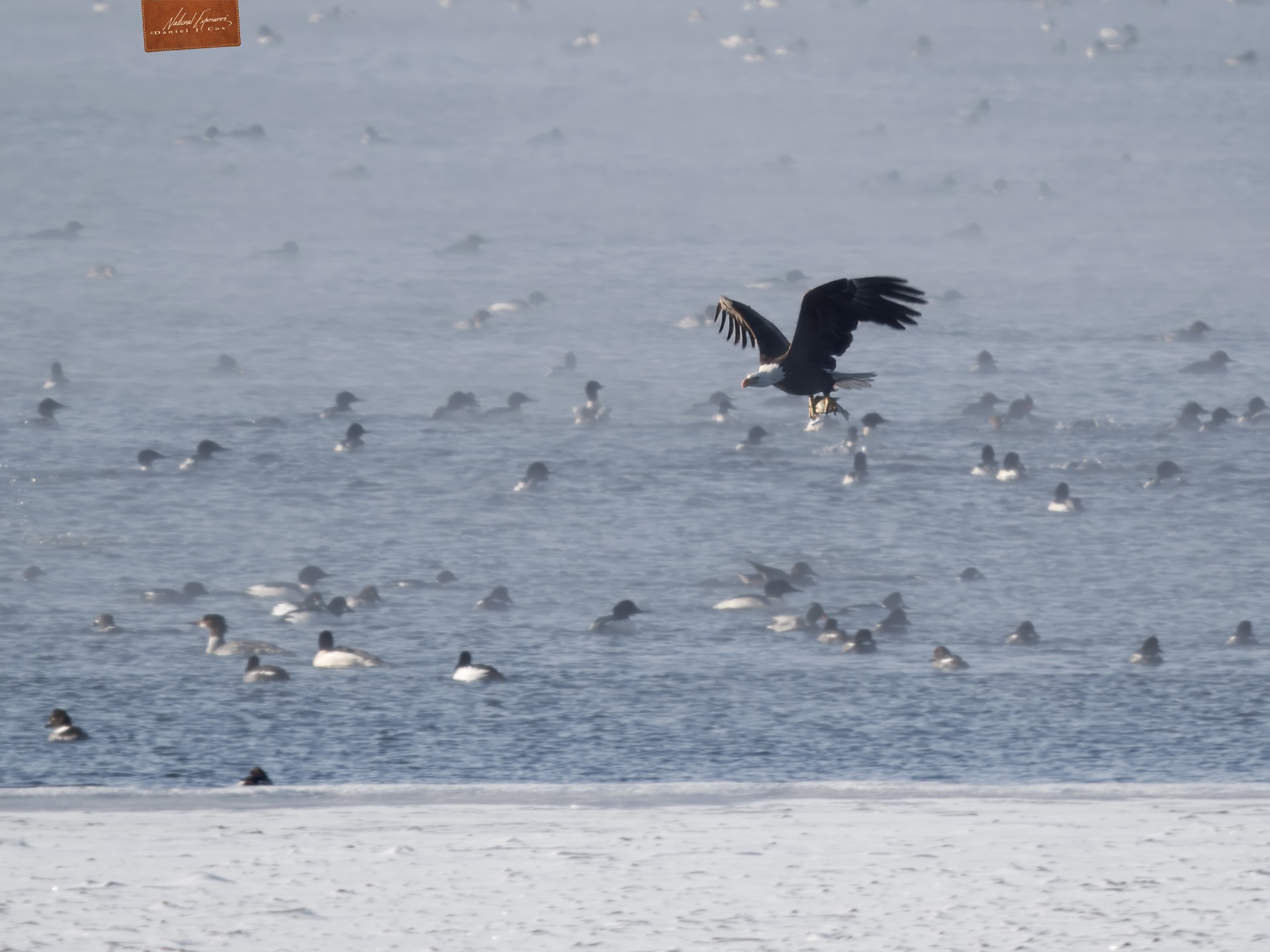 Bald Eagle Hunting Natural Note