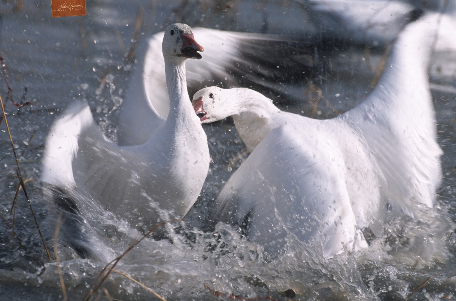 Battling Snows Natural Note