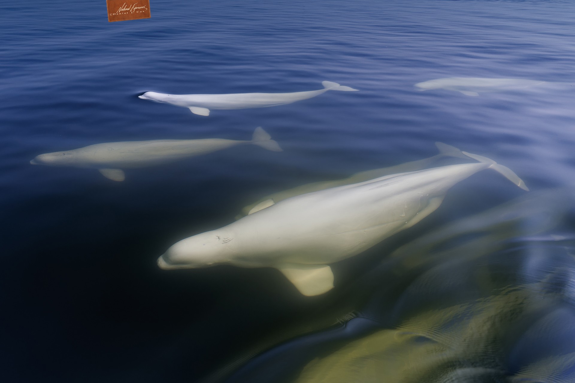 Belugas on the Hudson Natural Note