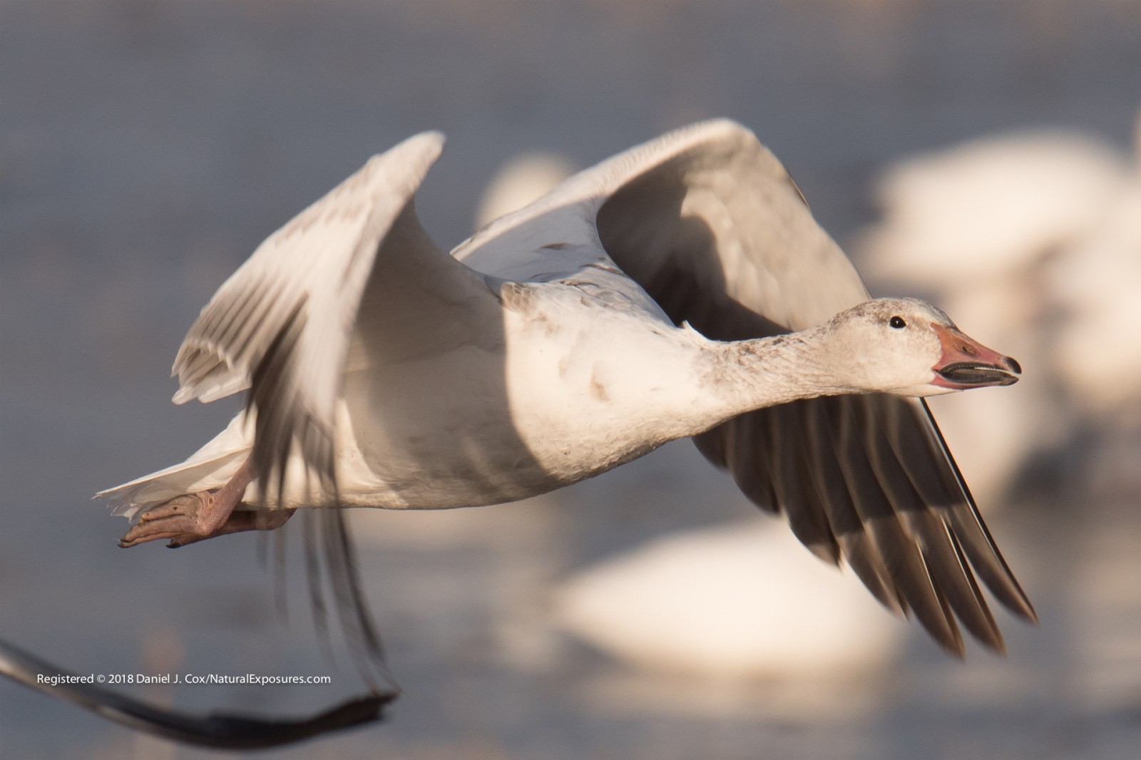 Birds of Bosque del Apache Natural Note