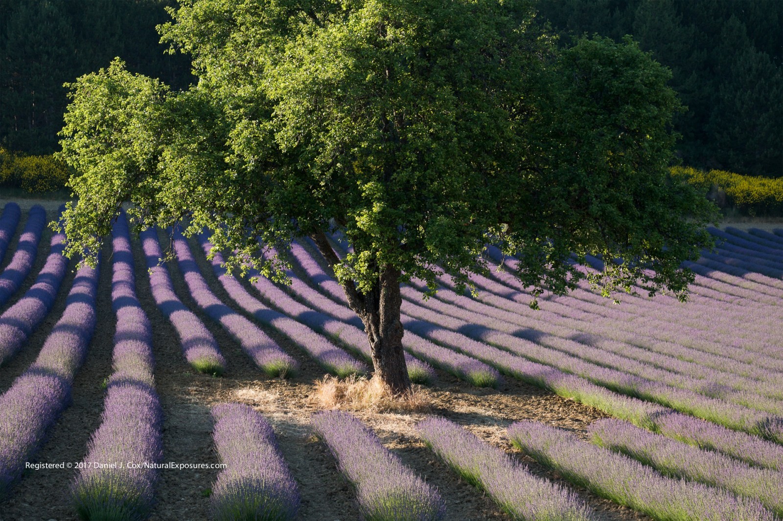 Colors of Provence Natural Note