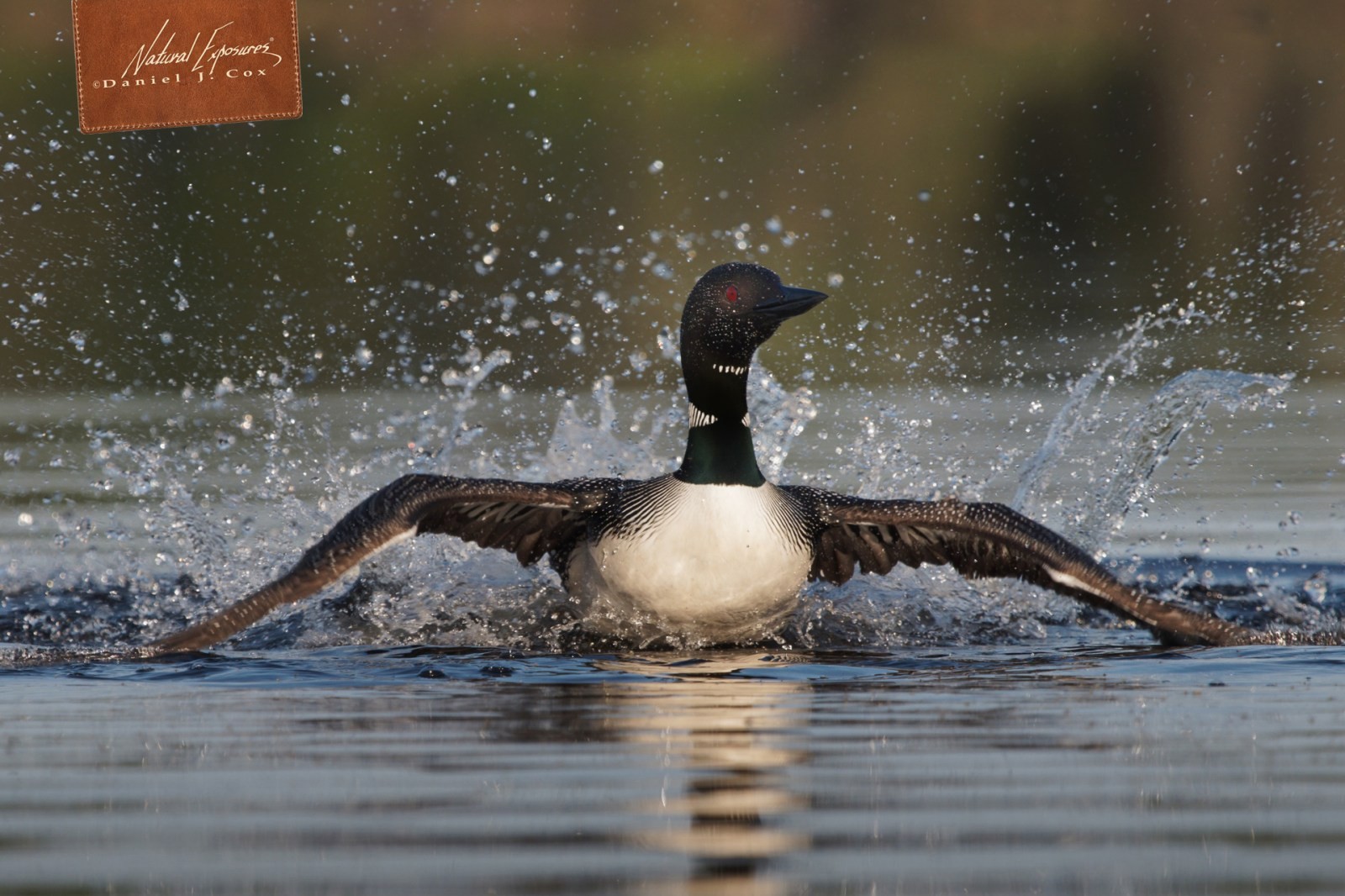 Common Loon Natural Note