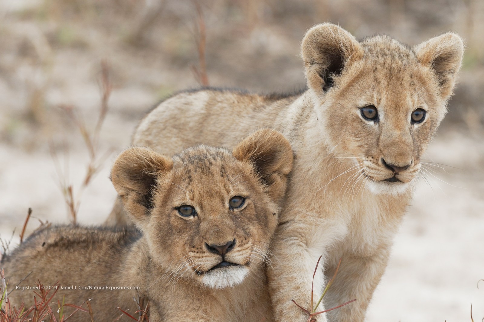 Cubs of Sabi Sands Natural Note