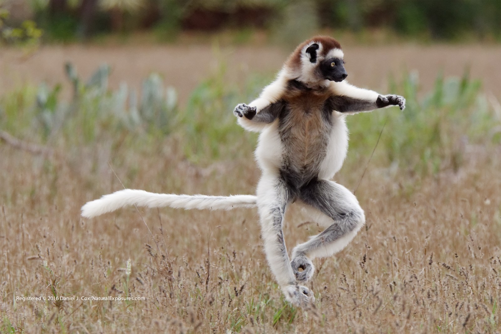 Dancing Sifaka Natural Note