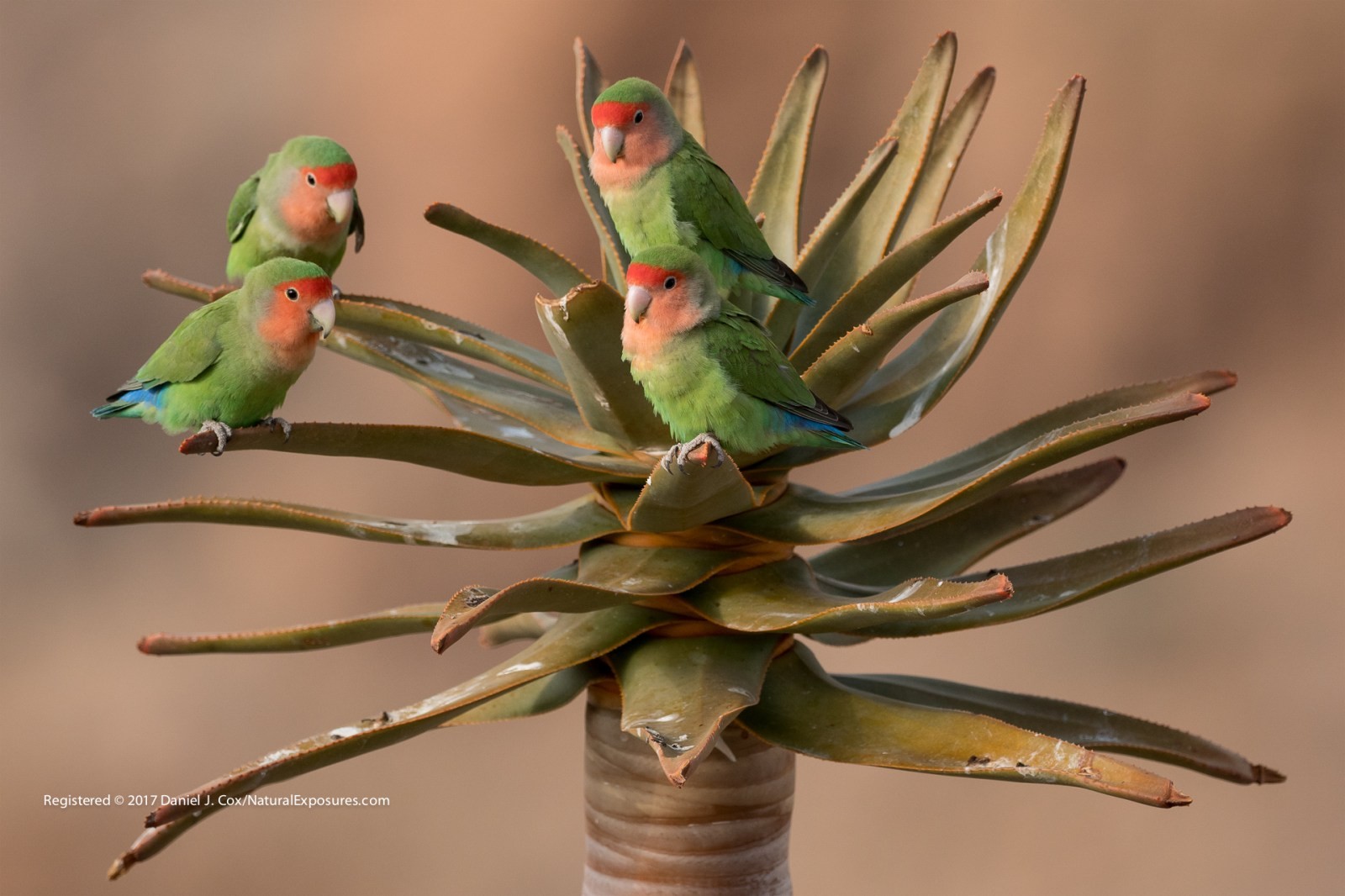 Desert Lovebirds Natural Note
