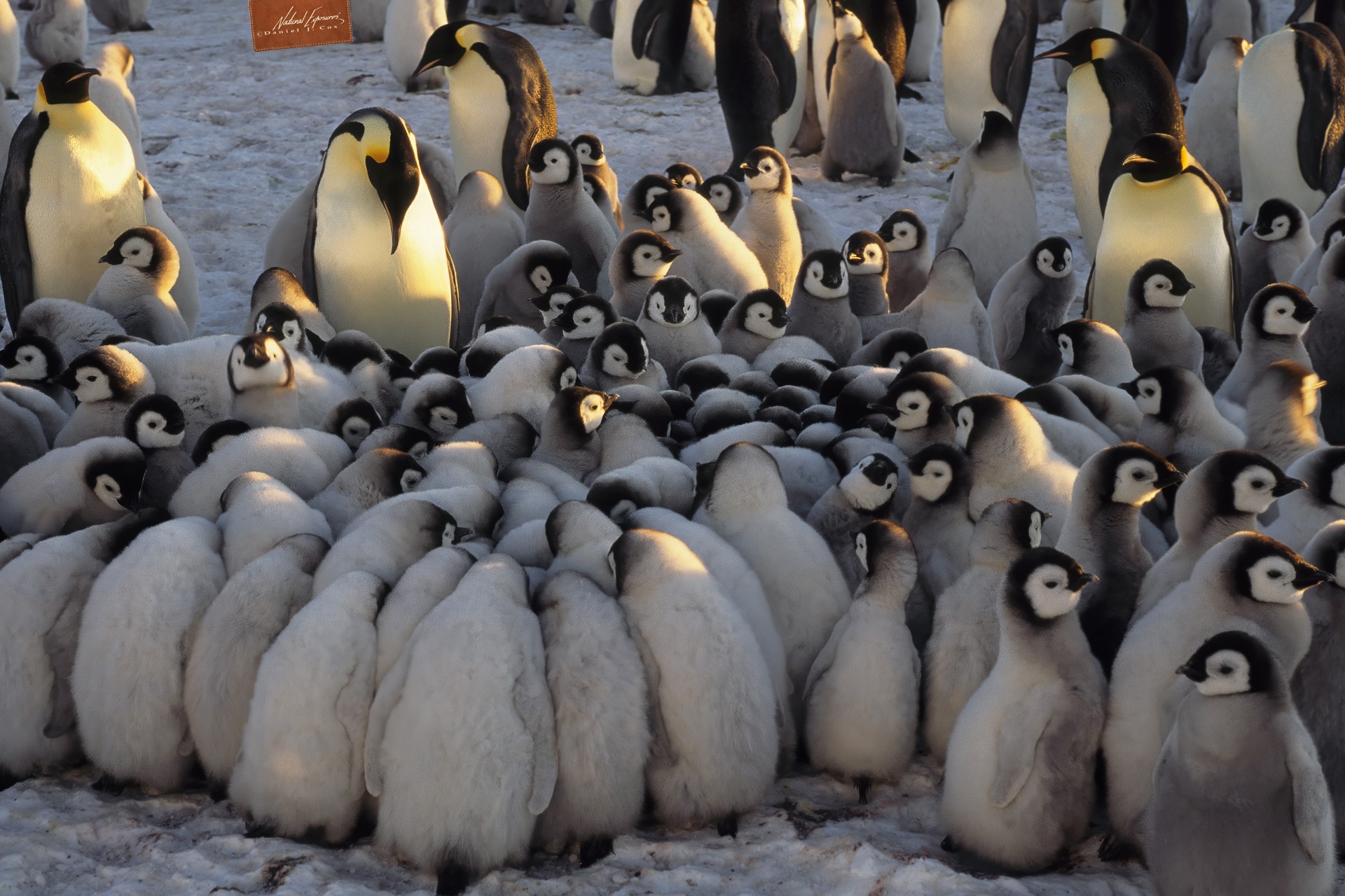 Emperor Penguin Crèche Natural Note