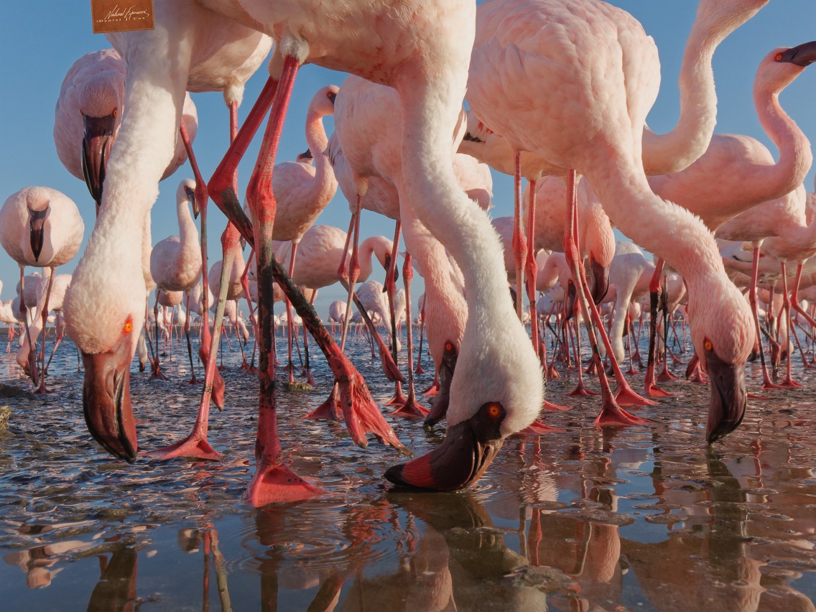 Flamingos Natural Note