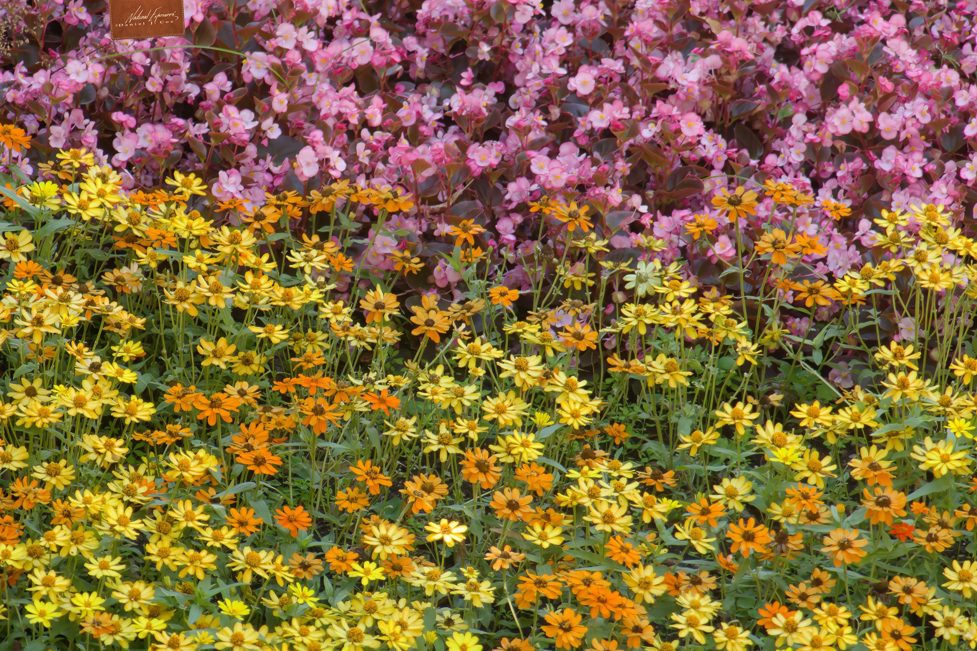 Florals of France Natural Note