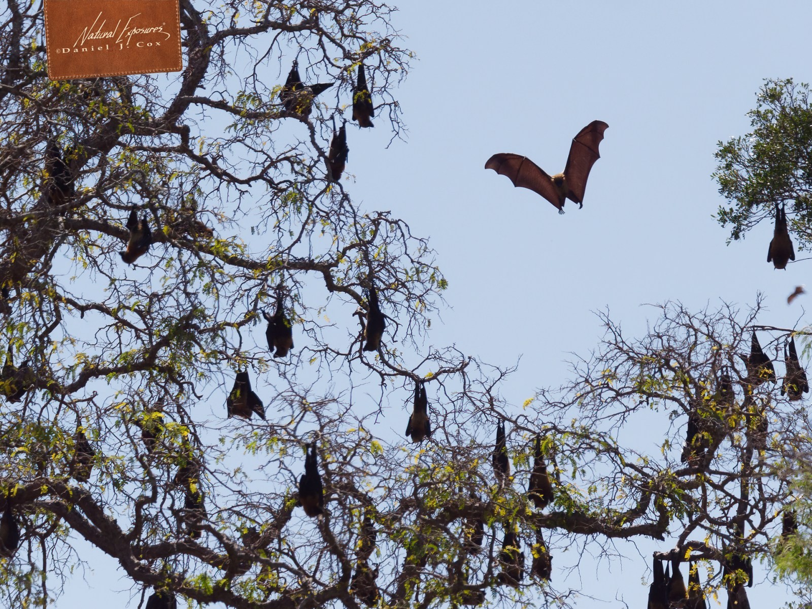 Flying Fox Natural Note