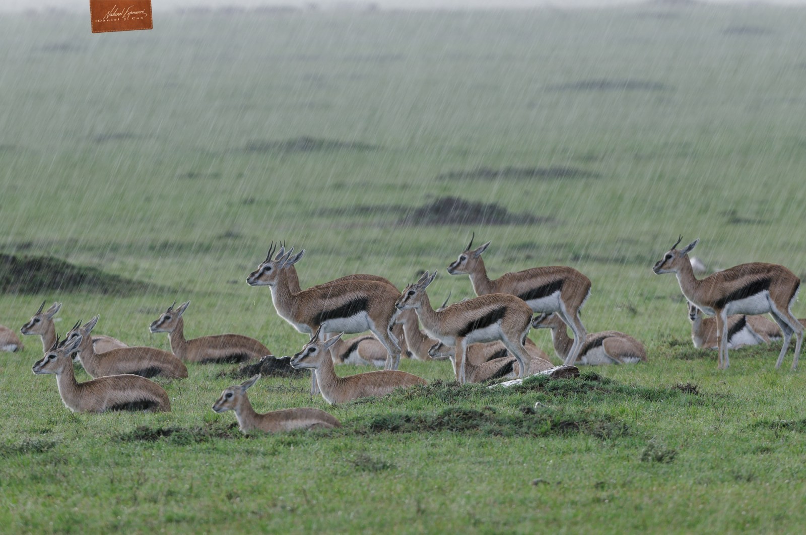 Gazelle in Downpour Natural Note
