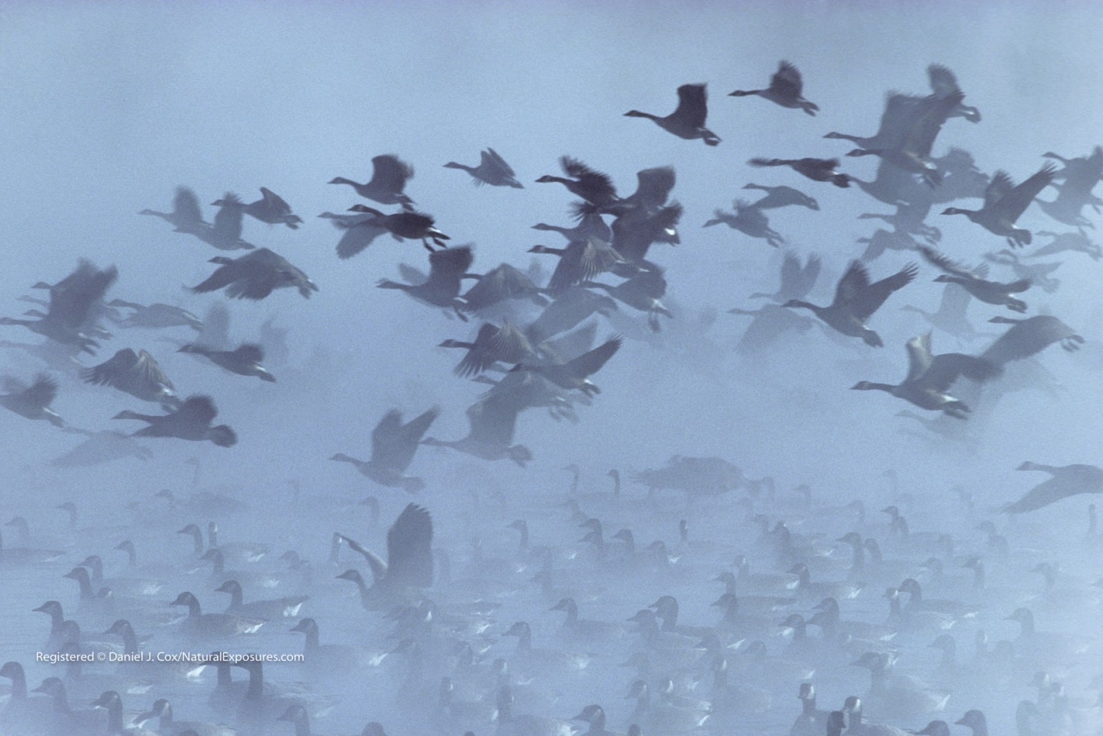 Giant Canada Geese Natural Note