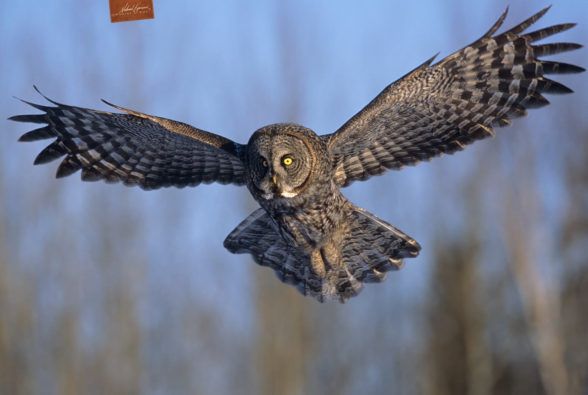 Great Gray in Flight Natural Note