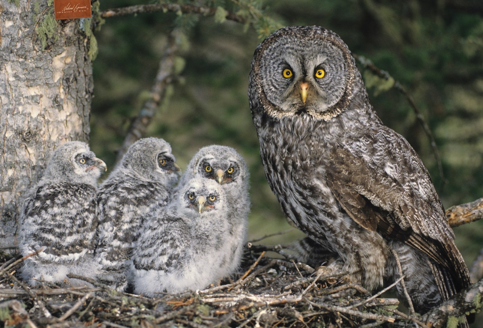 SoCal Snowy Owl Natural Note