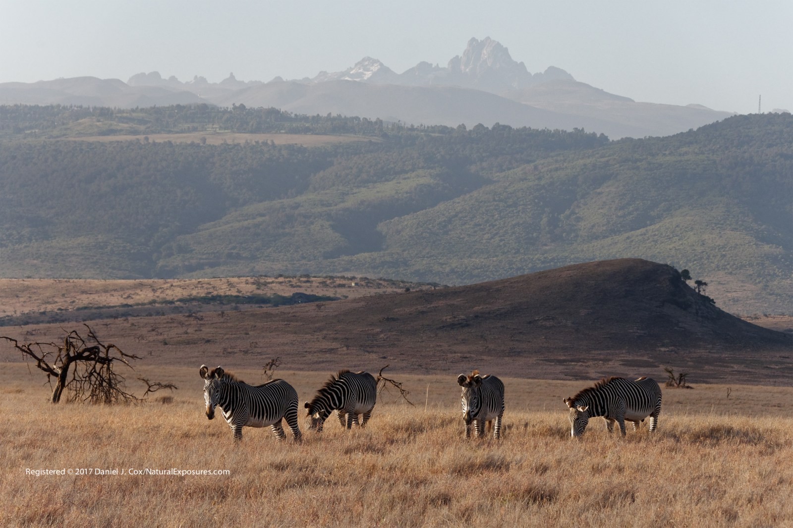 Grévy's Beneath Mount Kenya Natural Note