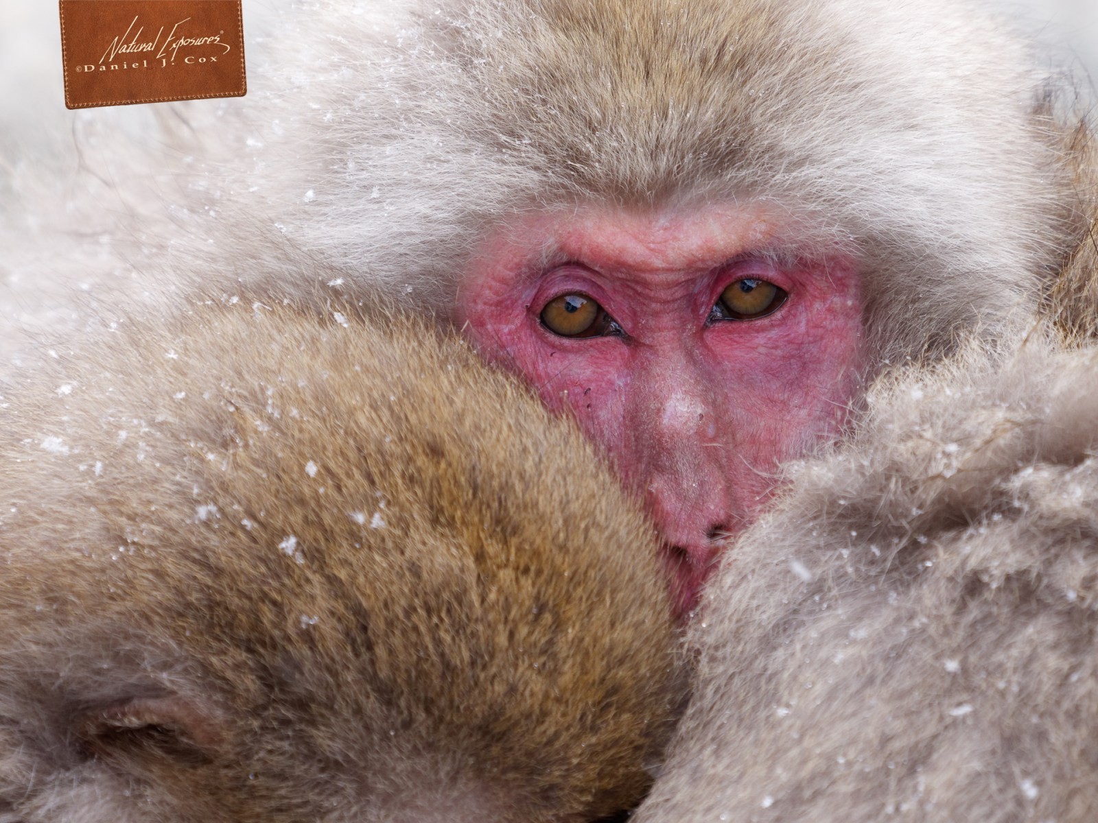 Huddling in the Cold Natural Note