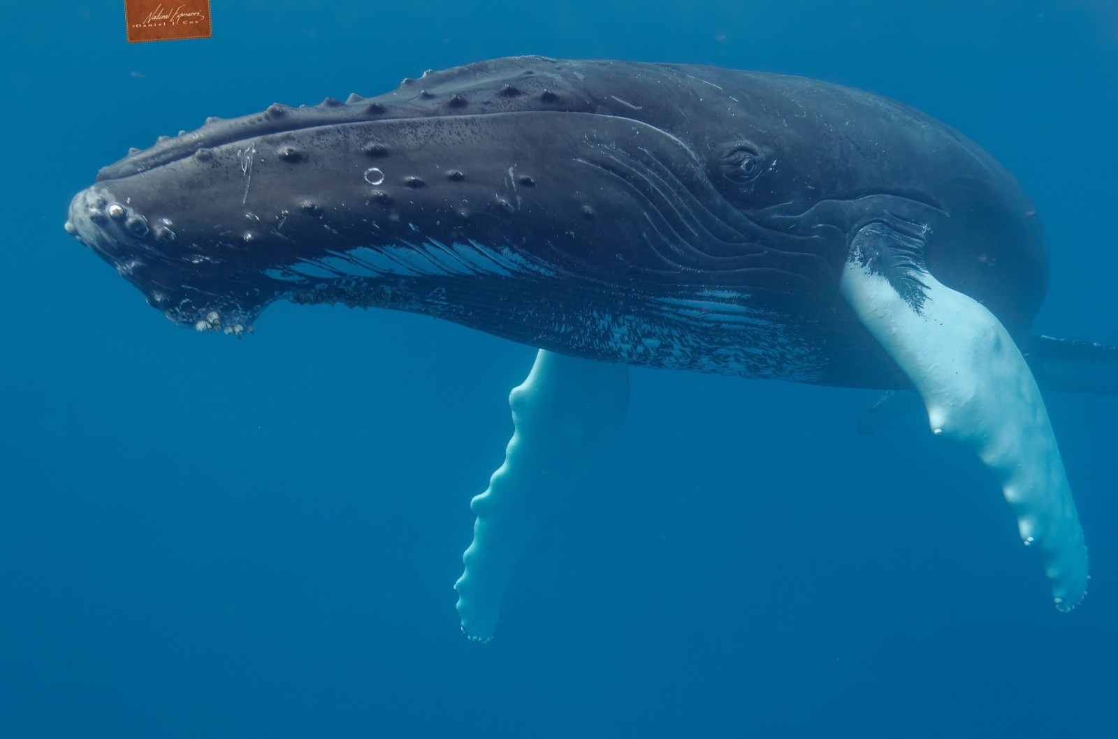 Humpback Whale Natural Note