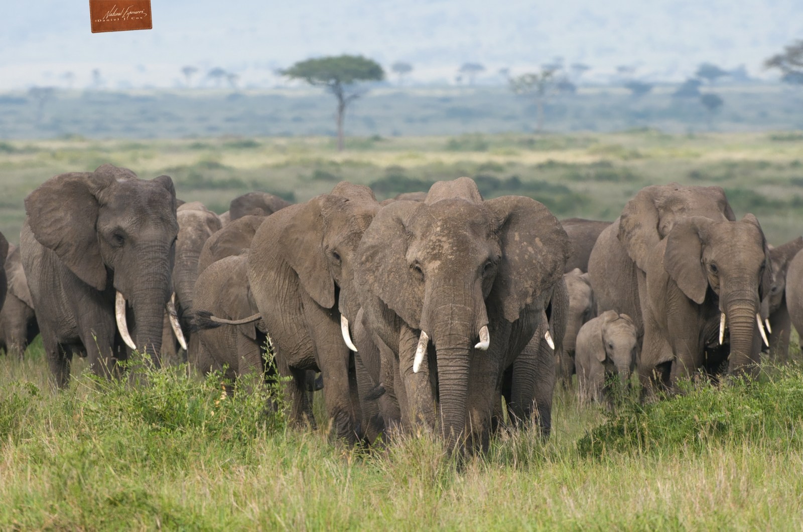 Kenyan Elephants Natural Note