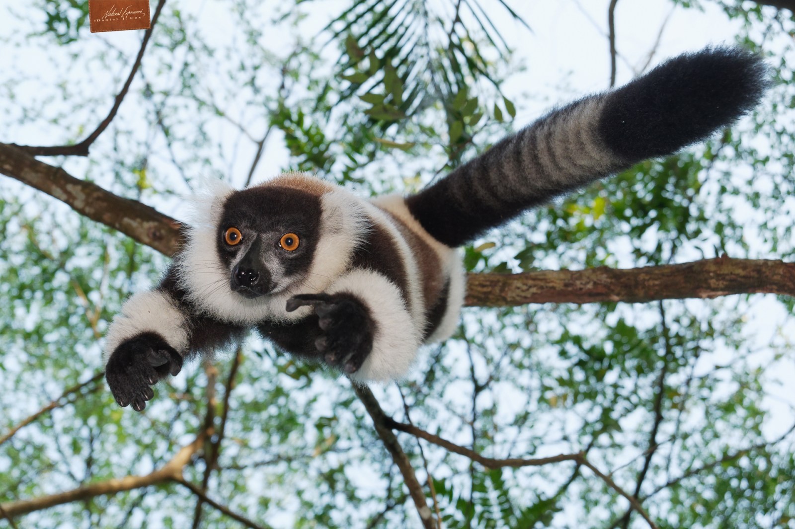 Leaping Lemur Natural Note