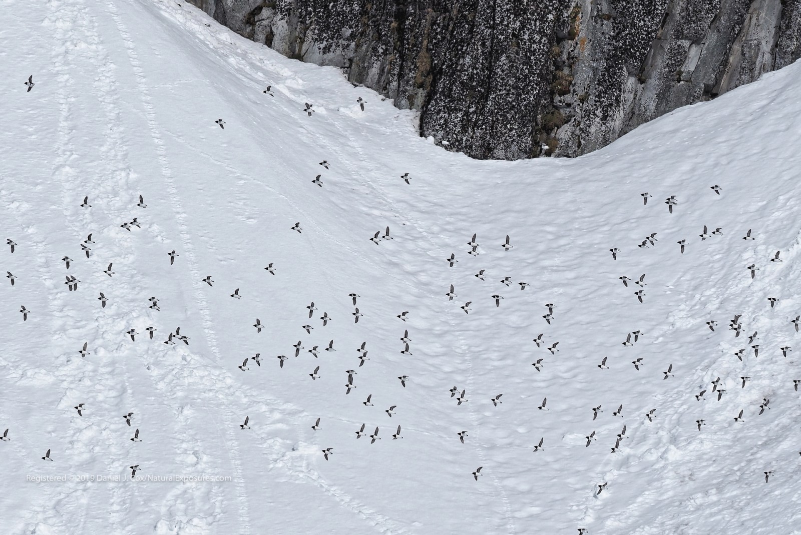 Little Auks in Flight Natural Note