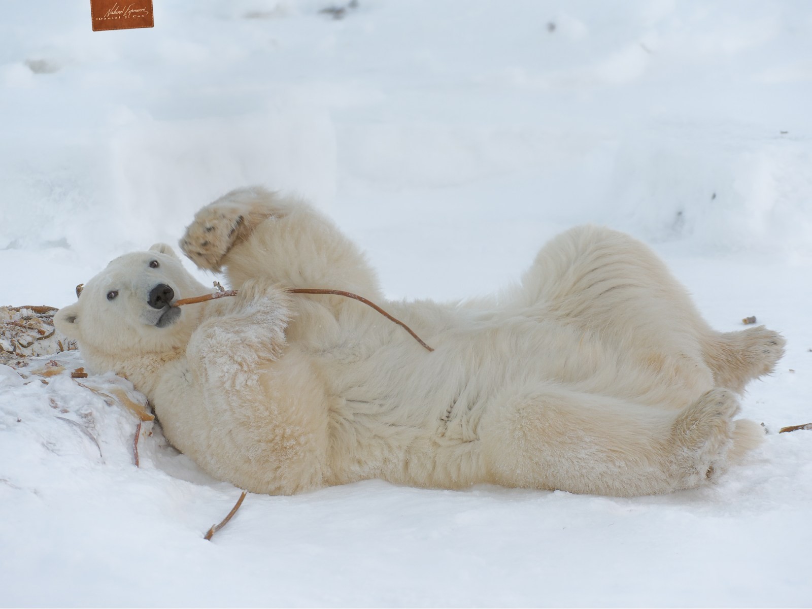 Lounging On The Tundra Natural Note