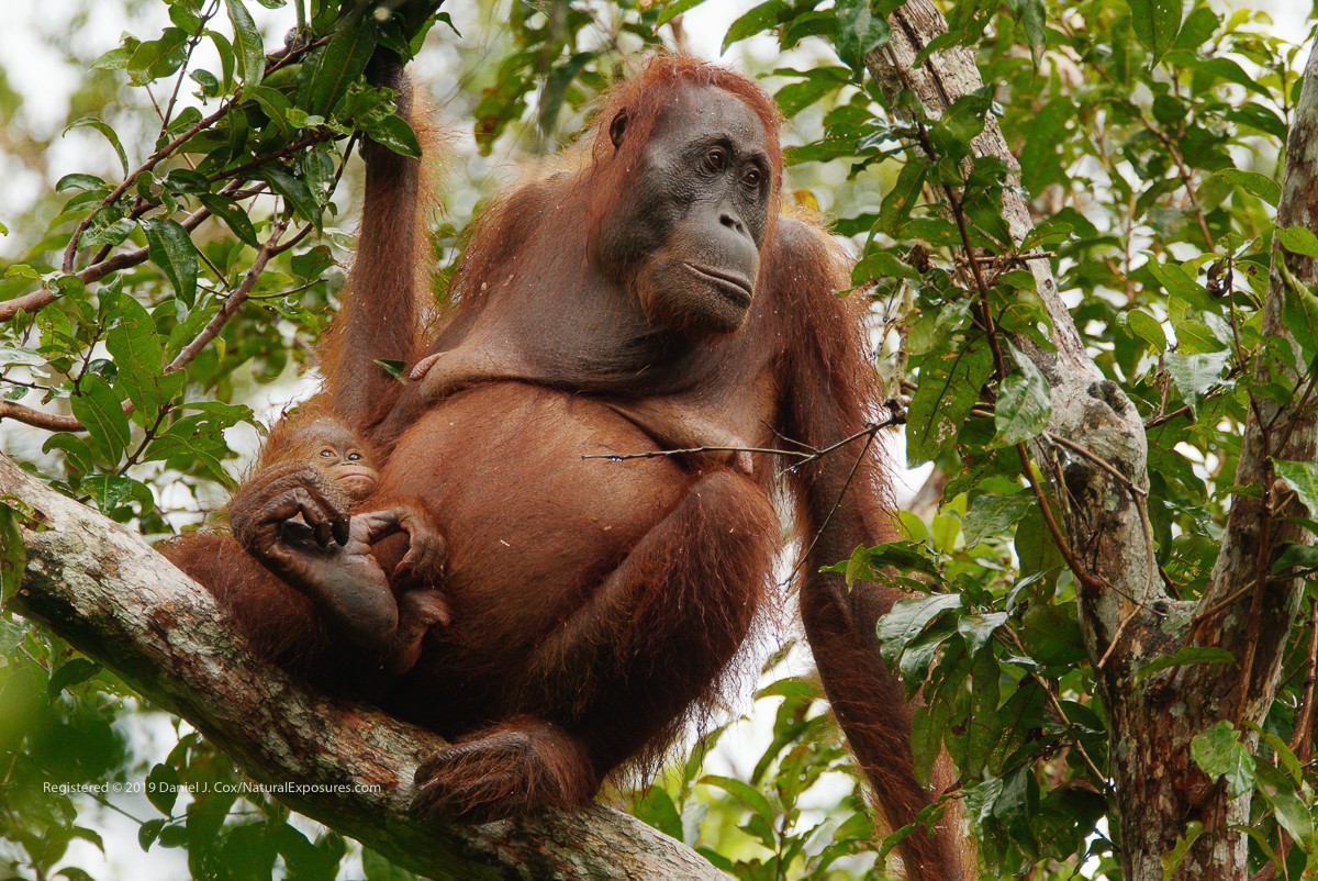 Orangutan Family Natural Note