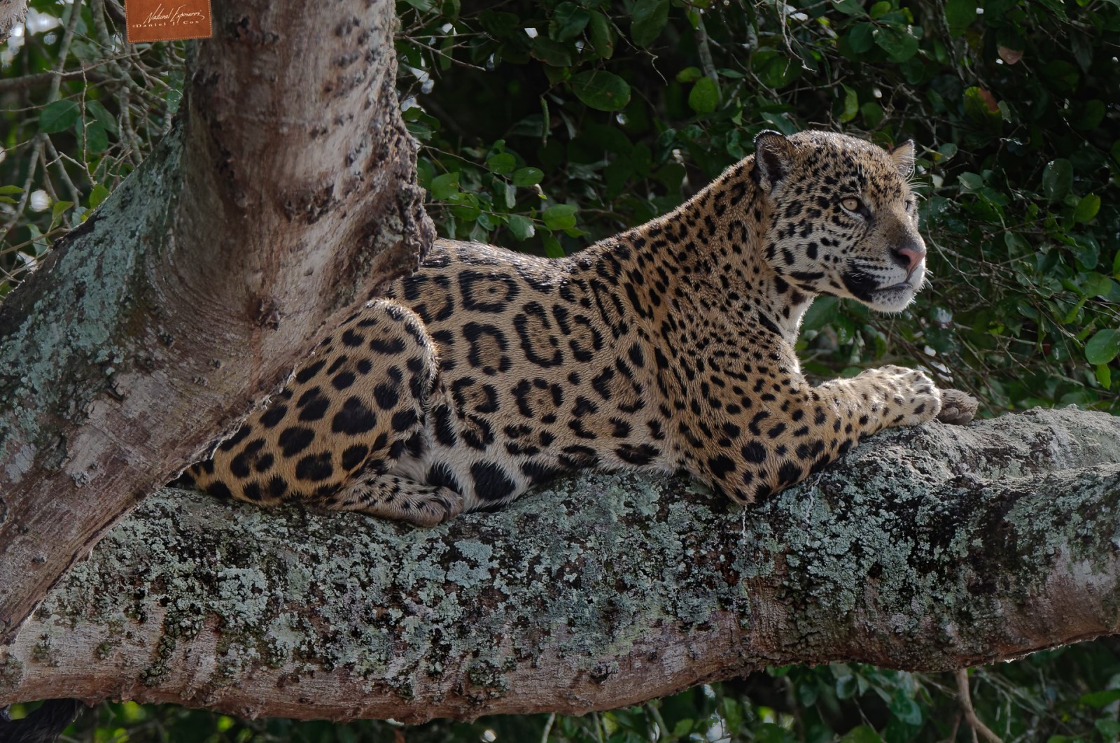 Out on a Limb Natural Note
