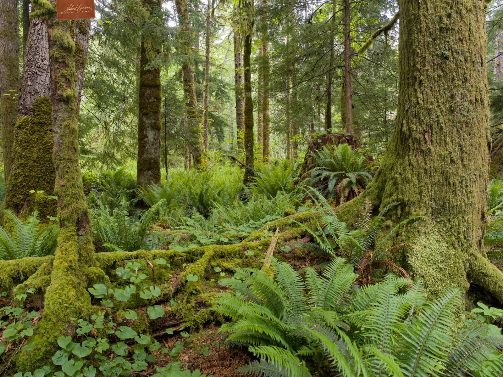 Pacific Northwest Rainforest Natural Note