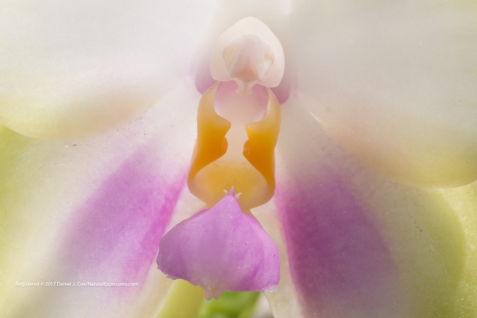 Pastels of Spring Natural Note
