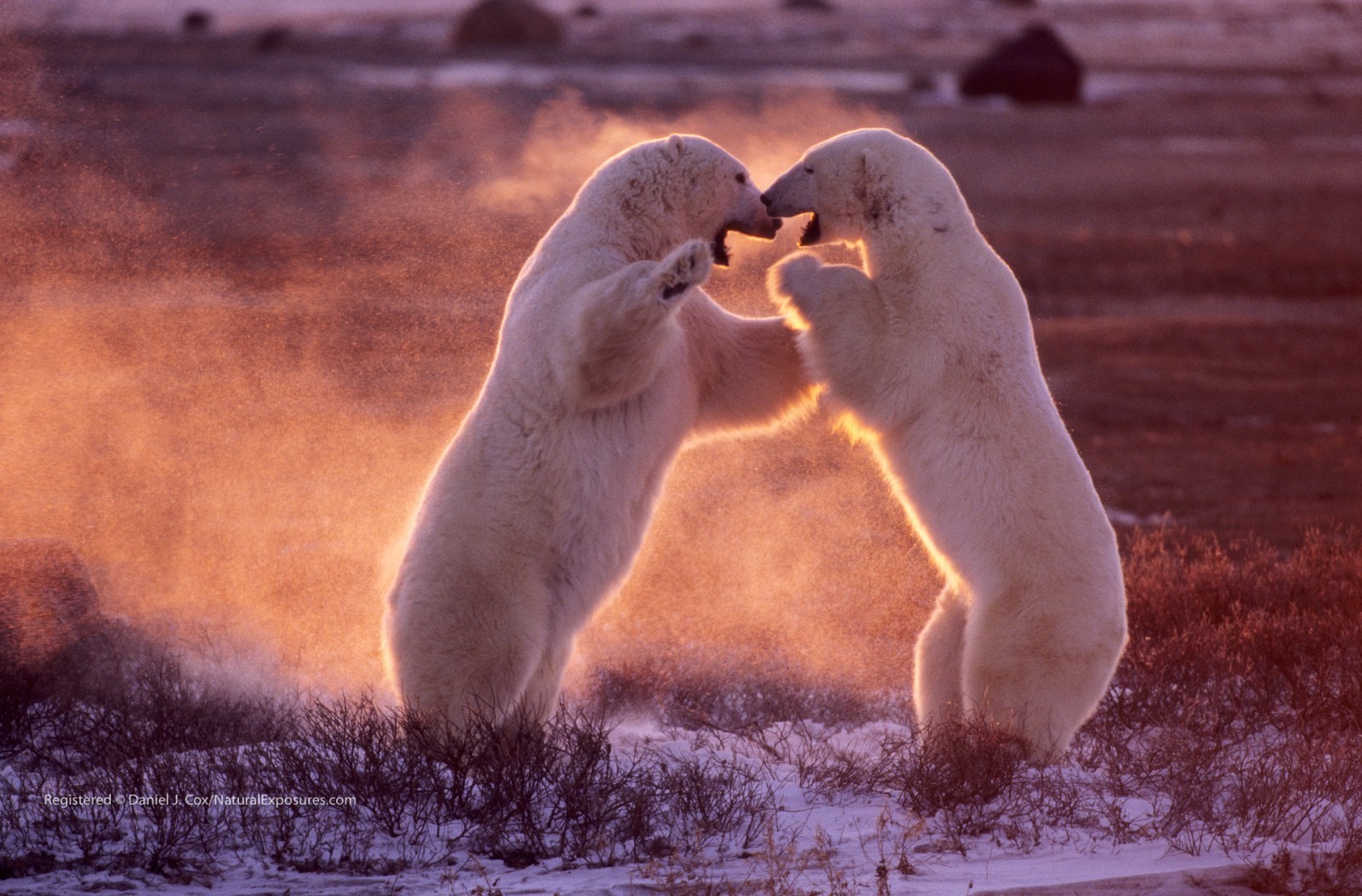 Polar Power Natural Note