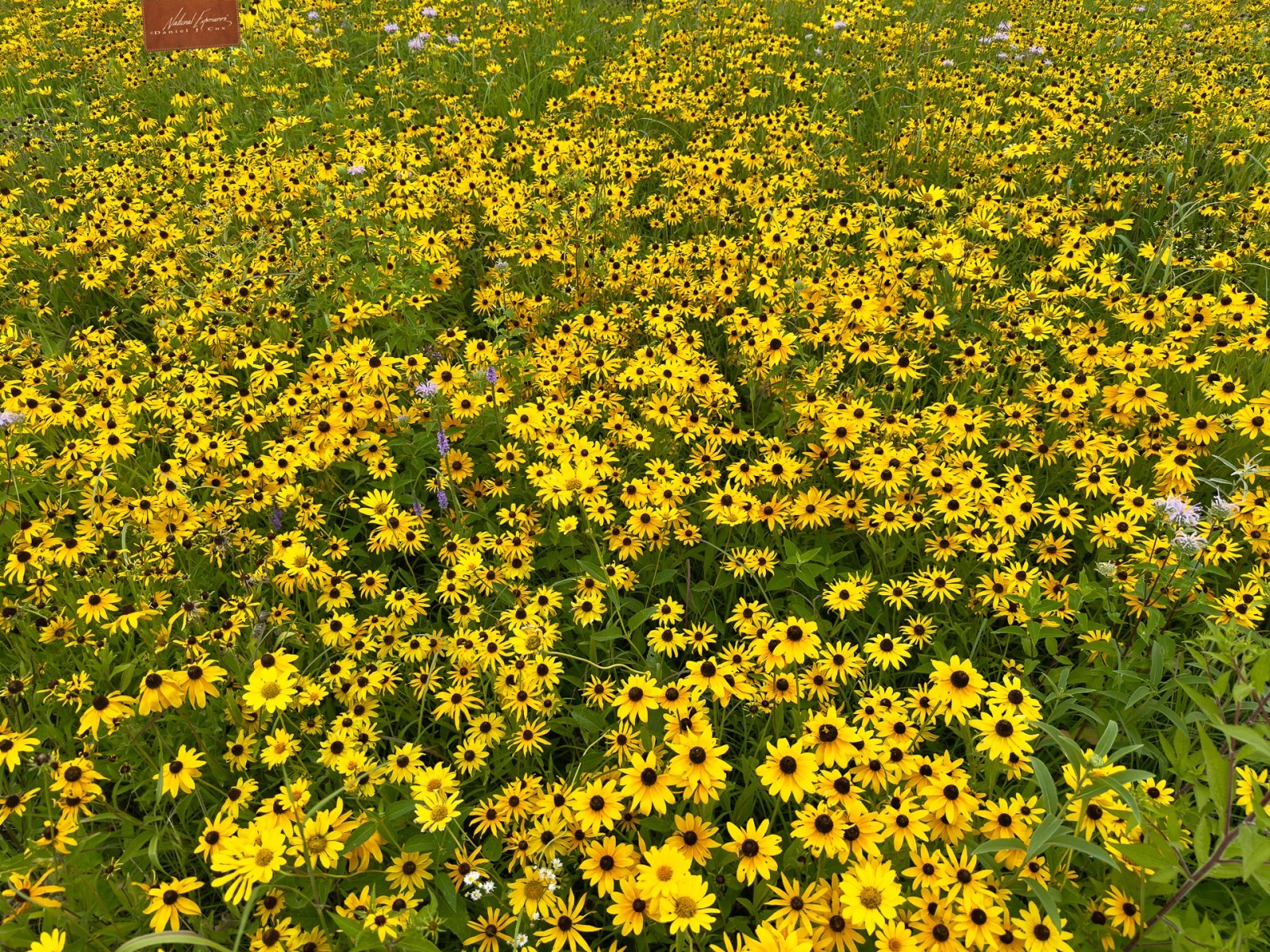 Prairie Wildflowers Natural Note