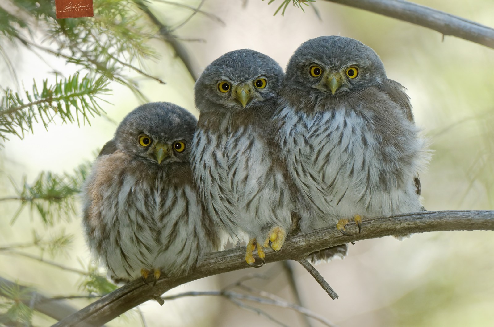 Pygmy Owl Trio Natural Note
