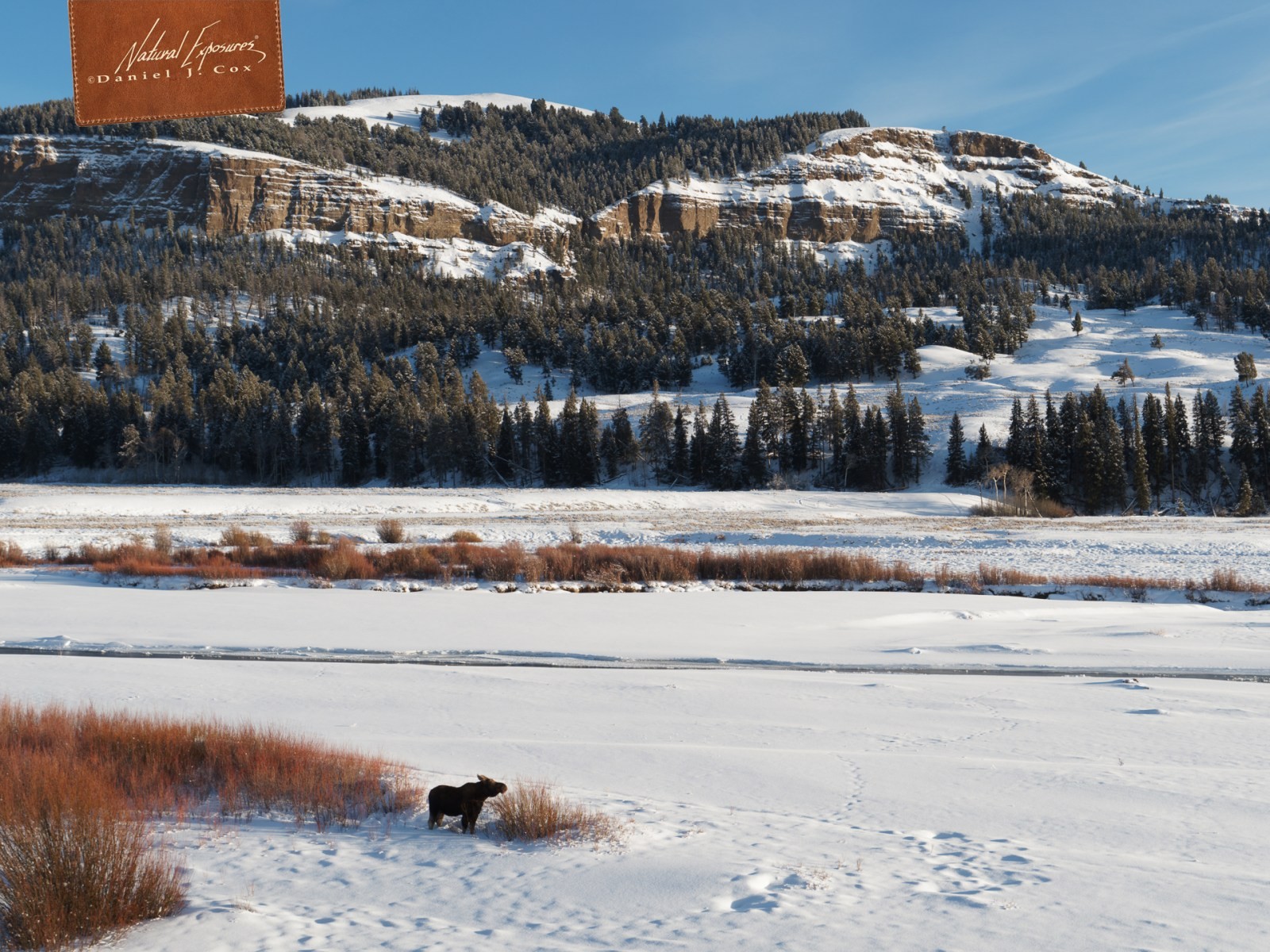 Returning to Yellowstone Natural Note